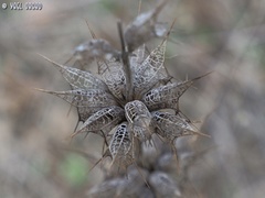 Moluccella spinosa