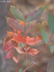 Pistacia terebinthus palaestina