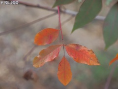 Pistacia terebinthus palaestina