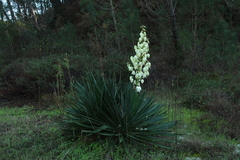 Yucca gloriosa