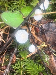 Strobilurus trullisatus