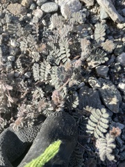 Dalea mollissima