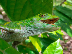 Polychrus marmoratus