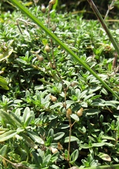 Arenaria serpyllifolia
