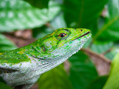 Polychrus marmoratus