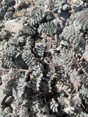 Dalea mollissima