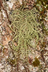 Usnea dasaea