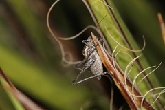 Tettigoniinae