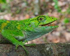 Polychrus marmoratus