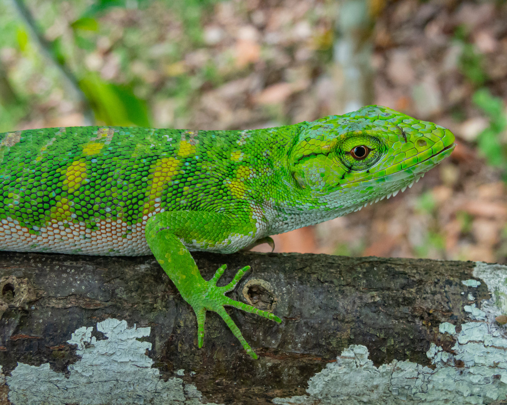 Many-colored Bush Anole