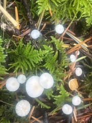 Strobilurus trullisatus