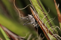 Tettigoniinae