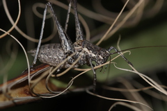 Tettigoniinae
