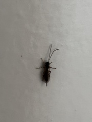 Pimpla pedalis