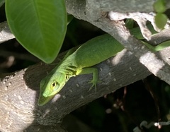 Anolis smaragdinus