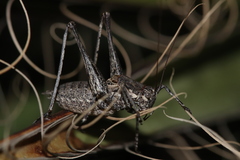 Tettigoniinae