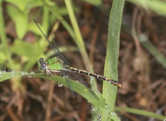 Erpetogomphus elaps