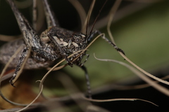 Tettigoniinae