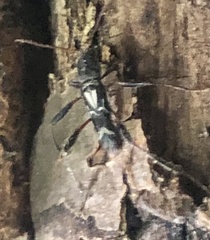 Neoclytus ypsilon