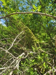 Pseudoturritis turrita