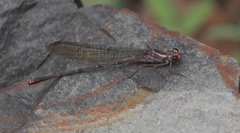Argia funcki