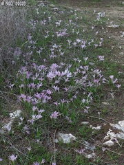 Colchicum stevenii