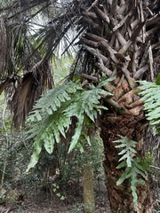Ardisia