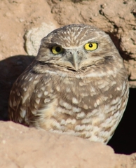 Athene cunicularia