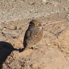 Athene cunicularia