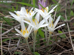 Colchicum stevenii