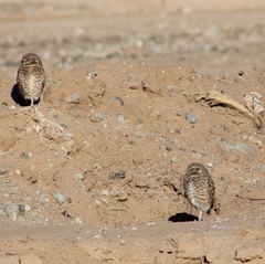 Athene cunicularia