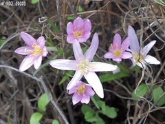 Colchicum stevenii