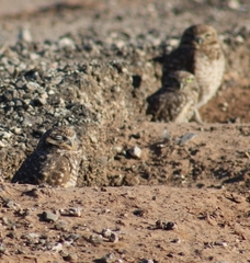 Athene cunicularia