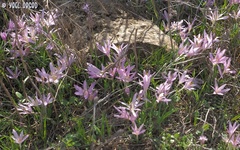 Colchicum stevenii