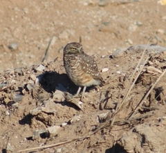 Athene cunicularia