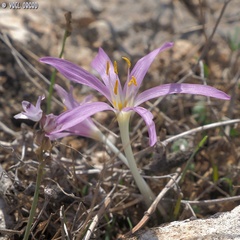 Colchicum stevenii