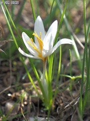 Crocus aleppicus