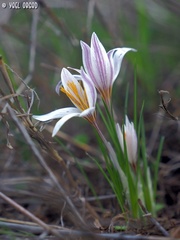 Crocus aleppicus