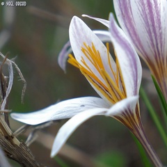 Crocus aleppicus