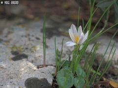 Crocus aleppicus