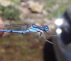 Argia pima