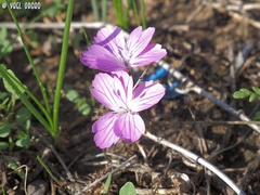 Dianthus strictus