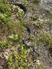 Coluber constrictor constrictor