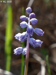 Muscari parviflorum