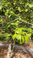 Ilex ambigua