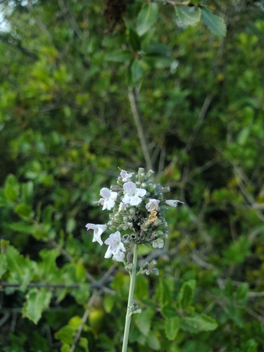 Clinopodium serpyllifolium