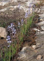 Muscari parviflorum