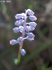 Muscari parviflorum
