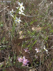Narcissus deficiens