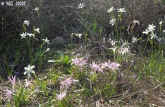Narcissus deficiens
